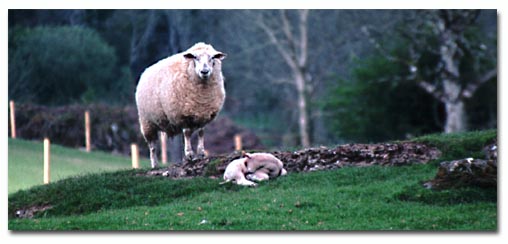 Flossie & Co. Today the paddock, tomorrow the plate.