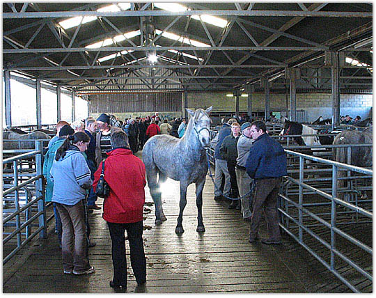 Connemara Pony show, Maam Cross