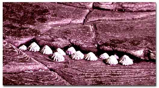 Sea shells, Spanish Point, Co. Clare. Photo taken March 23rd, 2003