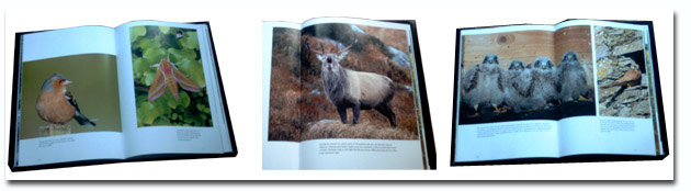 Examples from Mike Brown's excellent book of Irish wildlife photographs