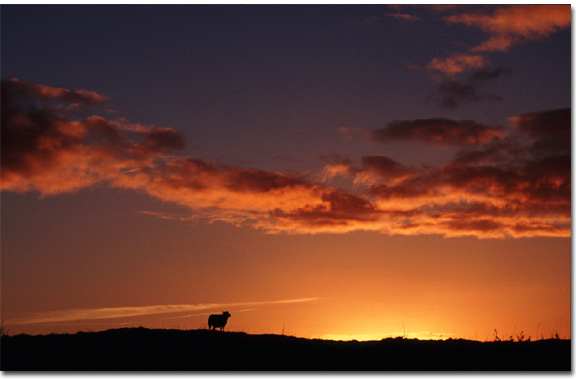 End of an Era ? Sheep silhouetted against western skyline in East Galway